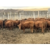 Image 2 : Lobo Ranching Ltd. - 763# May Delivery Heifers - 42 Head (Madden, AB)