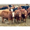 Image 3 : Stahlville Colony - 960# January Delivery Steers - 188 Head (Rockyford, AB)