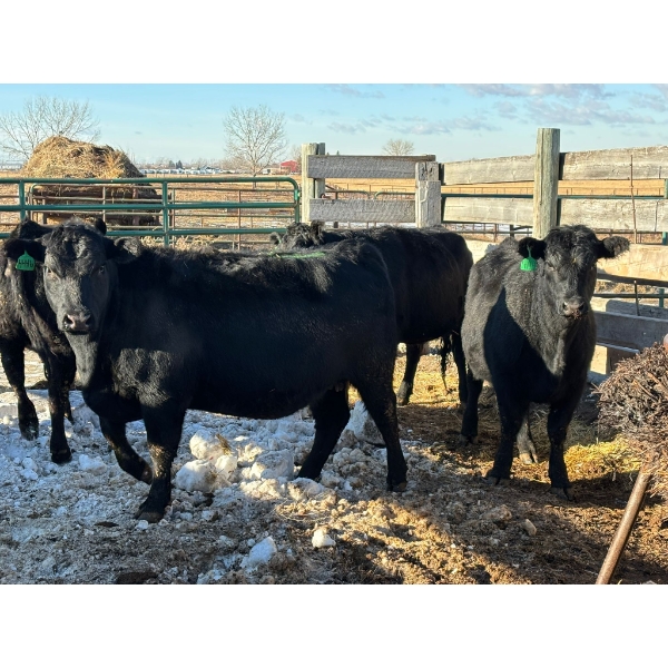 Fox Cattle Co. - 5 Bred Heifers (Pen 520)