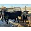 Image 1 : Fox Cattle Co. - 5 Bred Heifers (Pen 520)