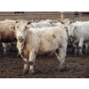 Image 9 : Cluny Colony - 806# November Weaned Heifers - 65 Head (Cluny, AB) 