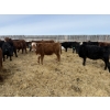 Image 17 : Vee Tee Feeders - 930# May Delivery Steers - 260 Head (Lloydminster, SK)
