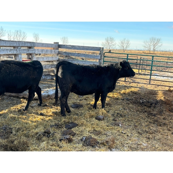 Fox Cattle Co. - 2 Bred Heifers (Pen 524B)
