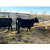 Image 1 : Fox Cattle Co. - 2 Bred Heifers (Pen 524B)