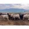 Image 7 : Westwold View Farms - 885# September Delivery Spayed Heifers - 70 Head (Westwold, BC)