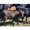 Image 9 : Wunder Farms - 550# October Delivery Steer Calves - 50 Head (Foam Lake, SK)