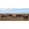 Image 4 : Ripple Rock Ranch - 765# June Delivery Heifers - 100 Head (Fincastle, AB)