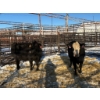 Image 2 : Crooked Creek Ranch - 4 Mature Cows (Pen 427)