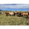 Image 11 : John Bland - 860# September Grass Heifers - 125 Head (Rimbey, AB)