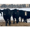 Image 4 : Sturgeon River Ranch - 800# March Delivery Steers - 200 Head (Rockyford, AB)