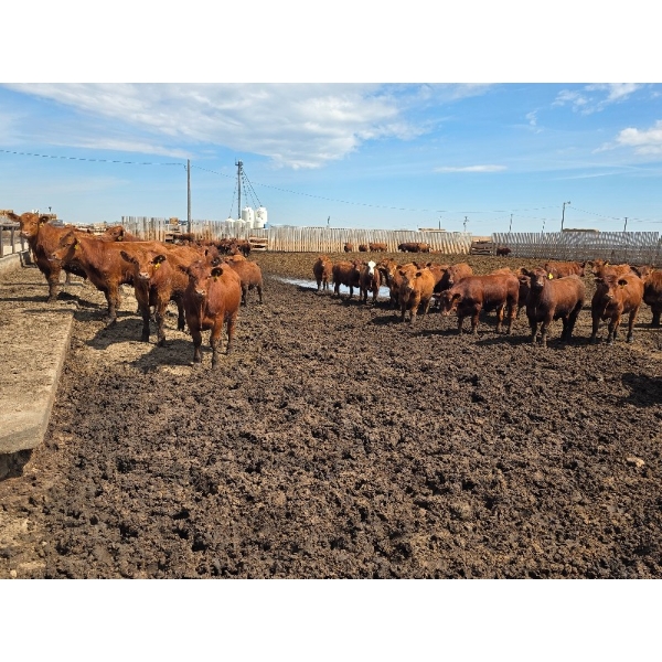 Cattlewood Farms Ltd. - 785# June Delivery Steers - 80 Head (Fincastle, AB)
