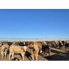 Image 4 : Driland Feeders - 810# June Delivery Heifers - 135 Head (Burdett, AB)