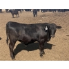 Image 9 : DL Feedlot - 680# June/July Delivery Steers - 200 Head (Fort Macleod, AB)
