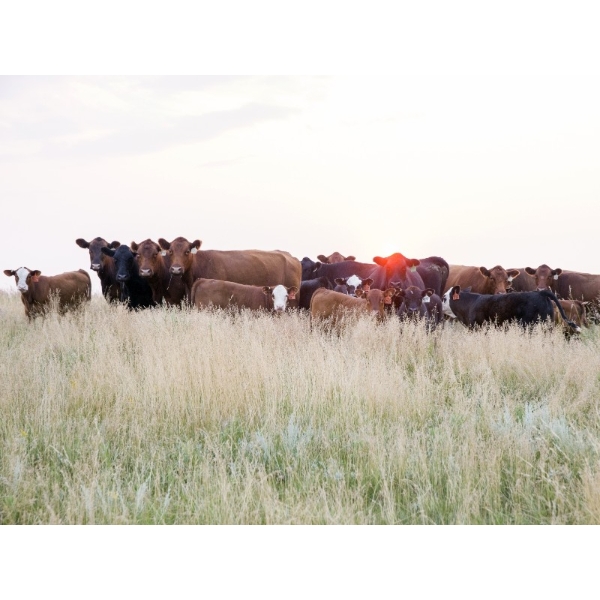 Right Cross Ranch - 525# November Delivery Steer Calves - 300 Head (Gapview, SK)
