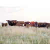 Image 1 : Right Cross Ranch - 525# November Delivery Steer Calves - 300 Head (Gapview, SK)