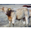 Image 4 : Ugly Head Feeders - 675# November Steer Calves - 75 Head (Killam, AB)