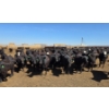 Image 1 : Ripple Rock Ranch - 690# April/May Delivery Heifers - 90 Head (Fincastle, AB)