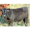 Image 3 : Sandy Loree - 920# October Grass Heifers - 50 Head (Olds, AB)