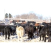 Image 6 : Box Ranch - 600# February Delivered Steers - 75 Head (Corning, SK) 
