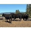 Image 5 : Alan Fridlington - 800# May Delivery Heifers - 75 Head (Kersley, BC)