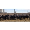 Image 2 : M.S. MacLean Livestock - 750# April Delivery Heifers - 51 Head (Coaldale, AB)