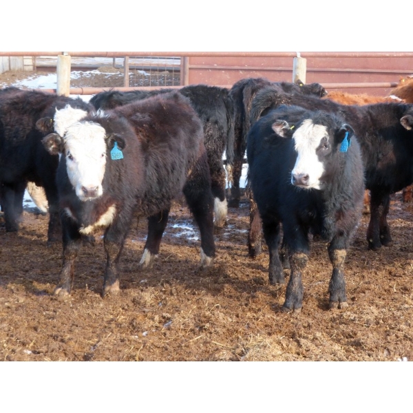 Bezan Cattle Corporation - 725# March Delivery Steers - 75 Head (Midale, SK)