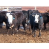 Image 1 : Bezan Cattle Corporation - 725# March Delivery Steers - 75 Head (Midale, SK)