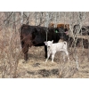 Image 6 : C & L Livestock - 32 Black Mature 3-Way Pairs (Edam, SK) VBP+