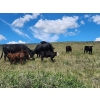Image 6 : Sugarloaf Ranch Ltd. - 650# Oct/Nov Delivery Steer Calves - 93 Head (Kamloops, BC) VBP+