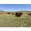 Image 4 : Gordon Burgemeister/Owen & Karen Francis - 650# October Delivery Steer Calves - 95 Head (Hanna, AB)