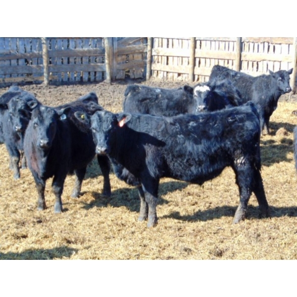 Rob Mossey - 850# March Delivery Steers - 148 Head (Vauxhall, AB)