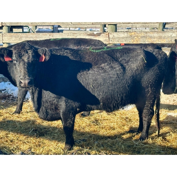 Resch Ranch - 7 Fourth Calvers (Pen 518)