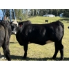 Image 6 : Rafter 17 Ranching - 1100# September Delivery Grass Heifers - 50 Head (Eckville, AB) VBP+