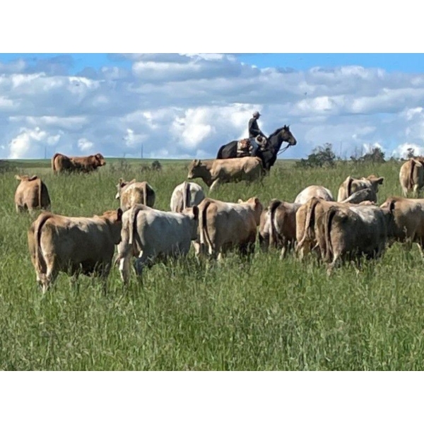 Lazy T Ranch - 1025# August Delivery Grass Heifers - 240 Head (Indian Head, SK) 