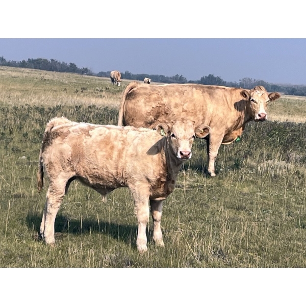 Perry Tanaschyk - 600# October Delivery Steer Calves - 95 Head (Hemaruka, AB)