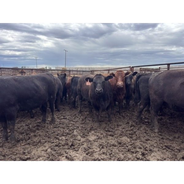 Birch Island Land & Cattle - 1050# June/July Delivery Heifers - 114 Head (Rhein, SK)