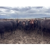 Image 1 : Birch Island Land & Cattle - 1050# June/July Delivery Heifers - 114 Head (Rhein, SK)