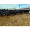 Image 3 : Little Big Ranch - 700# March Weaned Steers - 130 Head (Medicine Hat, AB)