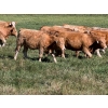 Image 2 : Bear Spring Ranch - 850# September Delivery Grass Heifers - 64 Head (Airdrie, AB)