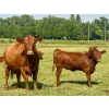 Image 14 : Mullen Land & Cattle Co. - 550# September Delivery Heifer Calves - 112 Head (Peers, AB)