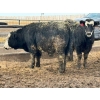 Image 6 : Birch Island Land & Cattle - 1025# April Delivery Steers - 57 Head (Rhein, SK)