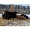 Image 5 : Franklin Cattle Co. - 575# December Weaned Steers - 95 Head (Marwayne, AB)