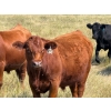 Image 5 : Riverbend Ranch - 1000# October Delivery Grass Steers - 250 Head (Coronation, AB)