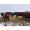 Image 7 : Elkwater Farming Co. - 1630# Cows - 520 Head (Elkwater, AB)