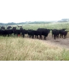 Image 6 : Right Cross Ranch - 525# November Delivery Steer Calves - 300 Head (Gapview, SK)