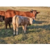 Image 7 : Bruce & Derek Christensen - 680# November Delivery Heifer Calves - 80 Head (Rainier, AB)