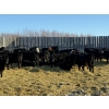 Image 2 : Kristjanson Farms - 775# February Weaned Steers - 25 Head (Foam Lake, SK)