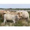 Image 5 : Malarky Farms - 25 Char/Char X Cow/Calf Pairs (Newdale, MB)