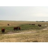 Image 6 : Crisp Ranches - 920# September Delivery Grass Heifers - 136 Head (Monitor, AB)