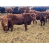 Image 3 : Rusty Myskiw - 650# February Delivery Heifers - 50 Head (Marquette, MB)